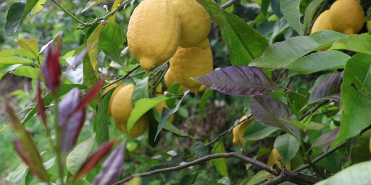 Arsuz’da hasat başladı: 50 bin dekar alanda yetişiyor! 200 bin ton rekolte bekleniyor…