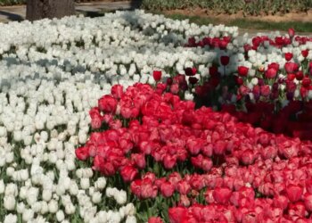 İstanbul’da ‘lale’ zamanı: Tarihi park ve korulara 3 milyon 580 bin lale dikildi