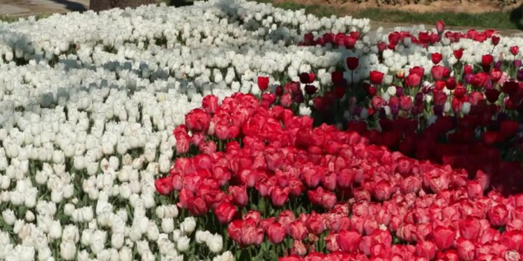 İstanbul’da ‘lale’ zamanı: Tarihi park ve korulara 3 milyon 580 bin lale dikildi