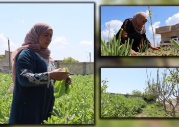 Kobanê’de bahçeler kadın emeğiyle yeşeriyor: Tarım hayata anlam katıyor