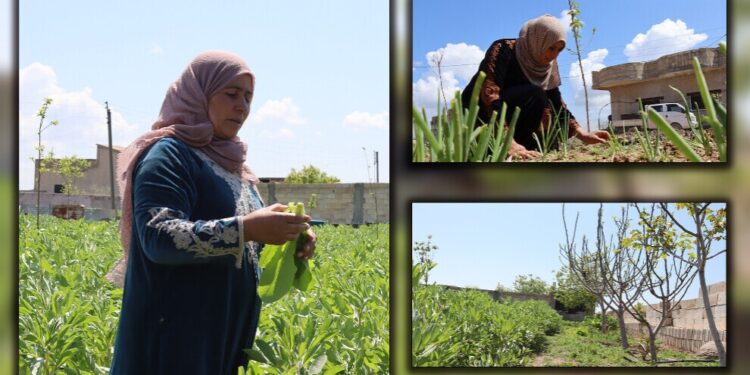 Kobanê’de bahçeler kadın emeğiyle yeşeriyor: Tarım hayata anlam katıyor