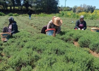 Hasat başladı, kokusu şehri sardı: Kekik sanıyorlar! Dağlardan sofralara ‘yeşil altın’ yolculuğu