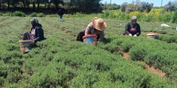 Hasat başladı, kokusu şehri sardı: Kekik sanıyorlar! Dağlardan sofralara ‘yeşil altın’ yolculuğu