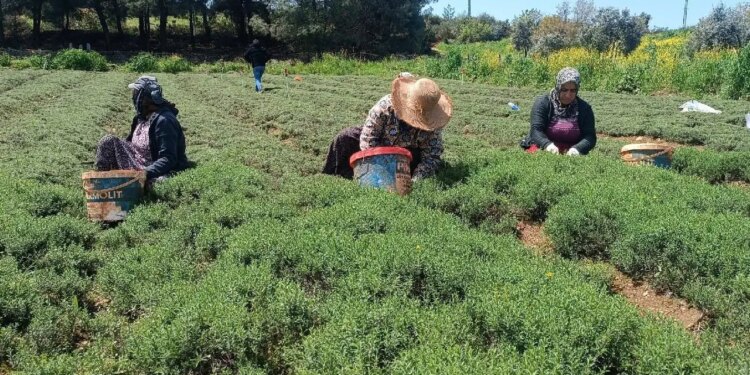 Hasat başladı, kokusu şehri sardı: Kekik sanıyorlar! Dağlardan sofralara ‘yeşil altın’ yolculuğu