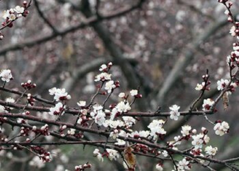Geçen yıl hasat edilememişti! Bu yıl 13 bin ton rekolte bekleniyor…