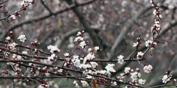 Geçen yıl hasat edilememişti! Bu yıl 13 bin ton rekolte bekleniyor…