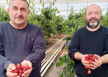 Jeotermal serada yetişti: Hasat takvimi 2 ay öne çekildi