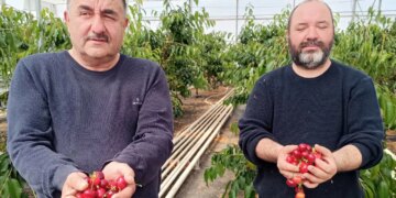 Jeotermal serada yetişti: Hasat takvimi 2 ay öne çekildi