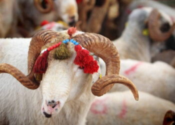 Kurban Bayramı tatili kaç gün olacak? Kurban Bayramı tatili 9 gün olacak mı?