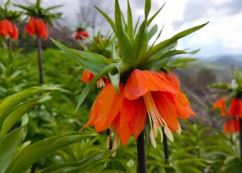 Sason’da ‘Ağlayan Gelin’ mevsimi: Koparmanın cezası tam 700 bin lira!