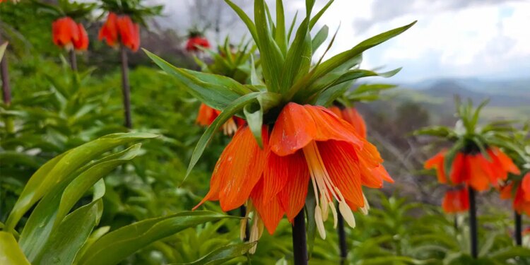 Sason’da ‘Ağlayan Gelin’ mevsimi: Koparmanın cezası tam 700 bin lira!