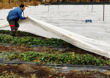 Sason’da mahsul dalında çürüdü :Yüzde 40 zarar var, hasat takvimi şaştı…