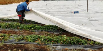 Sason’da mahsul dalında çürüdü :Yüzde 40 zarar var, hasat takvimi şaştı…