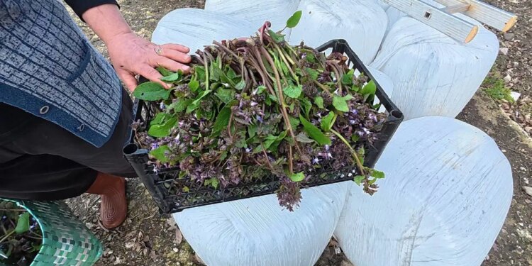 Sinop’un gizli hazinesi tezgaha indi: Günde 40 kilo topluyor, talebe yetişemiyor!