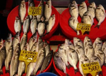 Ne istavrit ne hamsi: Tahtın yeni sahibi belli oldu! Kilosu 300 TL