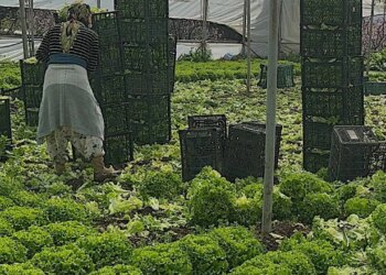 Bursa’da hasat mesaisi başladı: ‘Geçen yıl 5 liraya satamadık, şimdi talebe yetişemiyoruz’