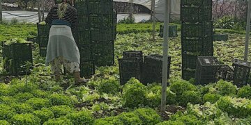 Bursa’da hasat mesaisi başladı: ‘Geçen yıl 5 liraya satamadık, şimdi talebe yetişemiyoruz’
