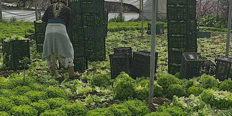 Bursa’da hasat mesaisi başladı: ‘Geçen yıl 5 liraya satamadık, şimdi talebe yetişemiyoruz’