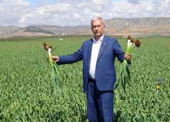 Araban’da hasat için geri sayım başladı: ‘Türkiye’ye yetecek kadar var!’