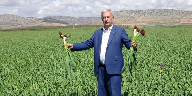 Araban’da hasat için geri sayım başladı: ‘Türkiye’ye yetecek kadar var!’