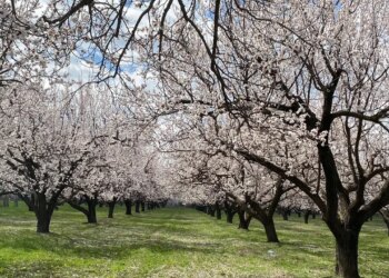 Kartpostallık görüntüler oluştu: Kayısı ağaçları çiçek açtı, Iğdır Ovası beyaza büründü