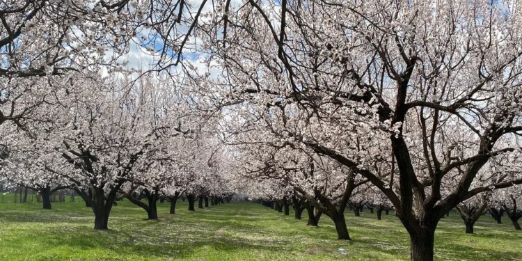 Kartpostallık görüntüler oluştu: Kayısı ağaçları çiçek açtı, Iğdır Ovası beyaza büründü