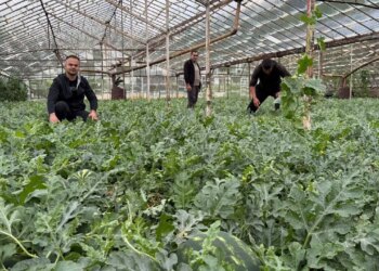 Antalya’da ezber bozan hasat: Yaz gelmeden tezgaha indi!