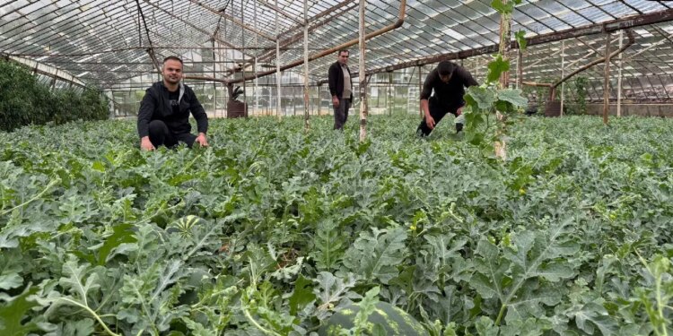Antalya’da ezber bozan hasat: Yaz gelmeden tezgaha indi!