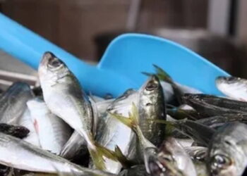 Ne palamut ne hamsi! Av yasağına sayılı günler kala tezgahın şampiyonu değişti: Kilosu 100 TL