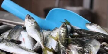 Ne palamut ne hamsi! Av yasağına sayılı günler kala tezgahın şampiyonu değişti: Kilosu 100 TL