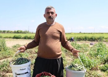 ‘Mardin Canavarı’nda hasat başladı: Dönümde 800 kilo rekolte…