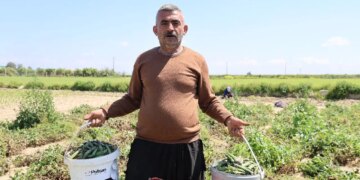 ‘Mardin Canavarı’nda hasat başladı: Dönümde 800 kilo rekolte…