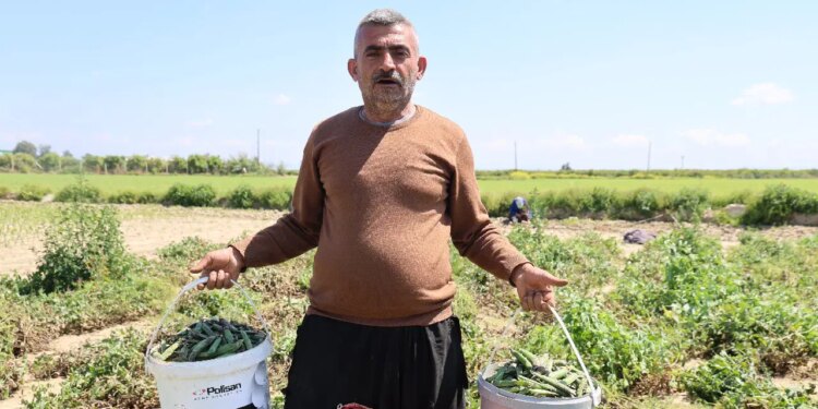 ‘Mardin Canavarı’nda hasat başladı: Dönümde 800 kilo rekolte…