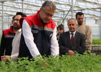 Çarşamba’nın yeni nesil çiftçilik: Yılda tam 6 kez hasat ediliyor