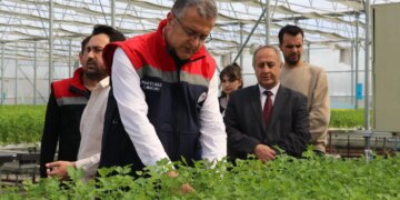 Çarşamba’nın yeni nesil çiftçilik: Yılda tam 6 kez hasat ediliyor