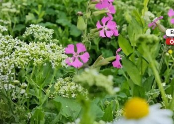 Baharın rengi, savaşın mekânı: Efrîn’e dönüşün hikâyesi