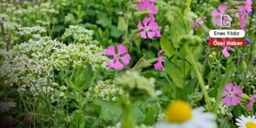 Baharın rengi, savaşın mekânı: Efrîn’e dönüşün hikâyesi