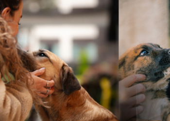 Hayvanseverler ve Baro Harekete Geçiyor: Ana Gündem Kampüsteki Köpeklerin Toplatılması ve Ötenazi