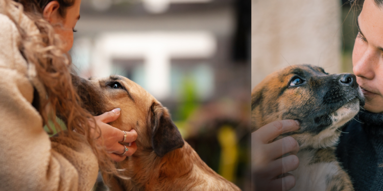 Hayvanseverler ve Baro Harekete Geçiyor: Ana Gündem Kampüsteki Köpeklerin Toplatılması ve Ötenazi