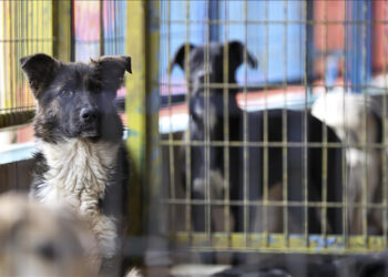 İstanbul Valiliği'nden Belediyeleri Talimat: 'Mayıs Sonuna Kadar Tüm Sokak Köpeklerini Toplayın'