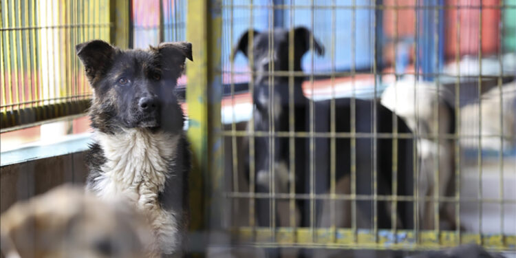 İstanbul Valiliği'nden Belediyeleri Talimat: 'Mayıs Sonuna Kadar Tüm Sokak Köpeklerini Toplayın'