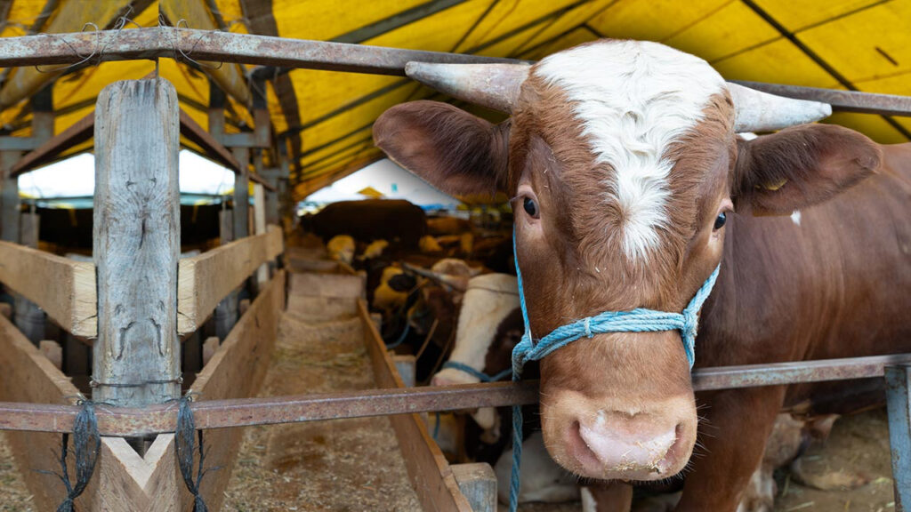 Kurbanlık Fiyatları Belli Oldu: 2026 Büyükbaş ve Küçükbaş Kurban Fiyatları Ne Kadar? İşte Koyun, Tosun, Koç, Dana Fiyatları
