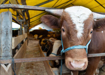 Kurbanlık Fiyatları Belli Oldu: 2026 Büyükbaş ve Küçükbaş Kurban Fiyatları Ne Kadar? İşte Koyun, Tosun, Koç, Dana Fiyatları