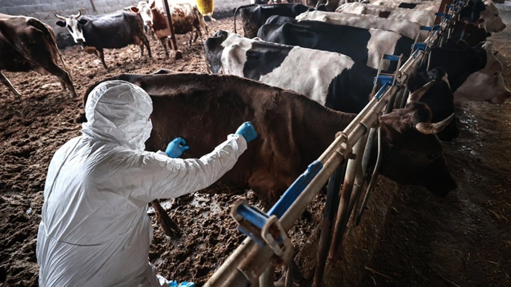 Türkiye’den Güney Afrika’ya 2 Milyon Doz Şap Aşısı