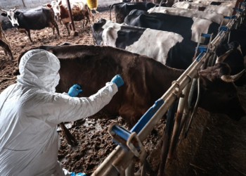 Türkiye’den Güney Afrika’ya 2 Milyon Doz Şap Aşısı