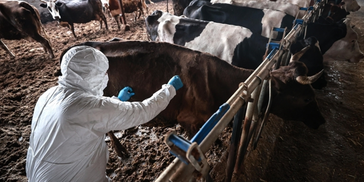 Türkiye’den Güney Afrika’ya 2 Milyon Doz Şap Aşısı