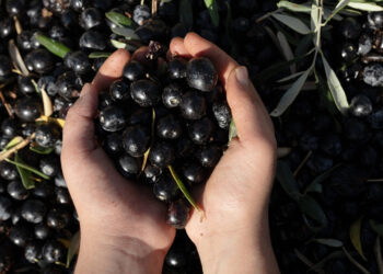 Türkiye'nin Zeytin Devinden Konkordato: 40 Yıllık Şirkete 3 Ay Süre Verildi