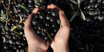 Türkiye'nin Zeytin Devinden Konkordato: 40 Yıllık Şirkete 3 Ay Süre Verildi