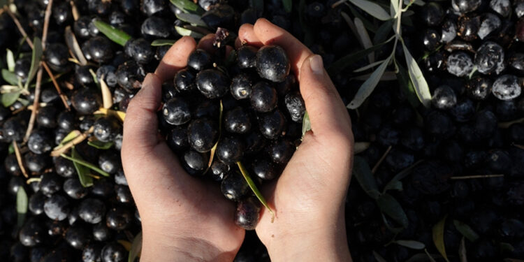Türkiye'nin Zeytin Devinden Konkordato: 40 Yıllık Şirkete 3 Ay Süre Verildi