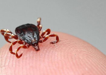 Havalar ısındı, keneler uyandı: Uzmanından kritik uyarı geldi